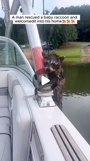 Racoon Videos, Raccoon Videos, Raccoon Pet, Baby Racoon, Raccoon Family, Animal Rescue Stories, Still Miss You, Humans And Animals, Pet Raccoon