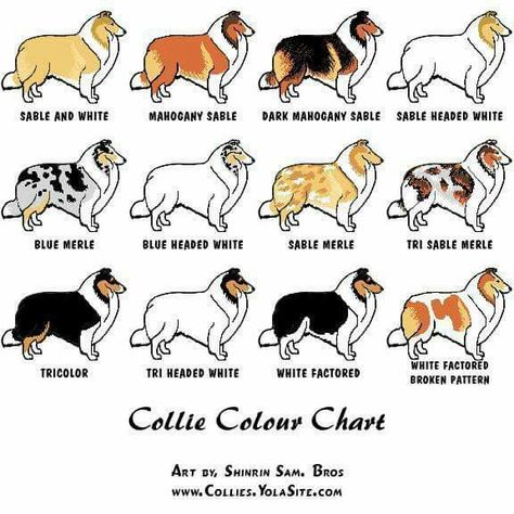 Collie Color Chart Sheepdog Tattoo, Rough Collie Puppy, Shetland Sheepdog Blue Merle, Rough Collies, Shetland Sheepdog Puppies, Dog Dna Test, Sheep Dogs, Sheltie Dogs, Shetland Sheep