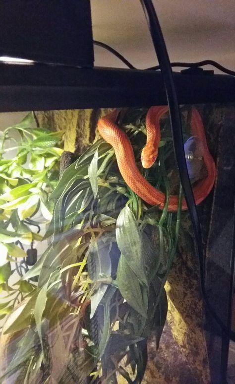 Cornsnakes Habitat, Corn Snake Terrarium, Corn Snake Enclosure, Bioactive Terrarium, Vivarium Ideas, Snake Cages, Corn Snakes, Snake Terrarium, Snake Enclosure