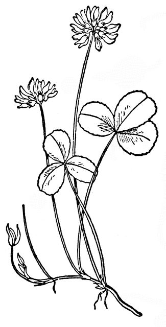 I like this but maybe with a different flower Clover Clipart, Clover Plant, White Clover, Clover Tattoos, Poisonous Plants, Clover Flower, Book Flowers, Coloring Pages For Boys, Plant Painting