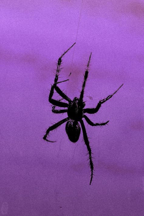 Beautiful Spiders, Trash Aesthetic, Spider Photo, Violet Aesthetic, Purple Vibe, Purple Wall, Dark Purple Aesthetic, Spider Art, Photographie Portrait Inspiration