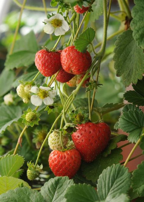 Strawberry Plant With Flowers, Strawberry Plant Aesthetic, Strawberry Garden Aesthetic, Fruit Garden Aesthetic, Strawberry With Flowers, Strawberries Plant, Gardening Strawberries, Strawberries Photography, When To Plant Strawberries