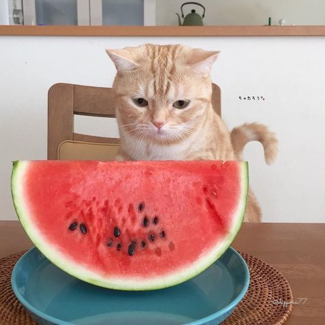 Cat With Watermelon, Cat Eating Watermelon, Eating Watermelon, Affirmations For Kids, Cat Meme, Kitty Kitty, Silly Cats, Cat Food, Beautiful Cats