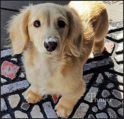 Make your pet look beautiful.. https://www.marshallspetzone.com/40-grooming Golden Dashhound, Dachshund Cake, Traveling With Dogs, Big Dogs Breeds, Biggest Dog In The World, Funny Dog Signs, Daschund Puppies, Biggest Dog, Dog Video