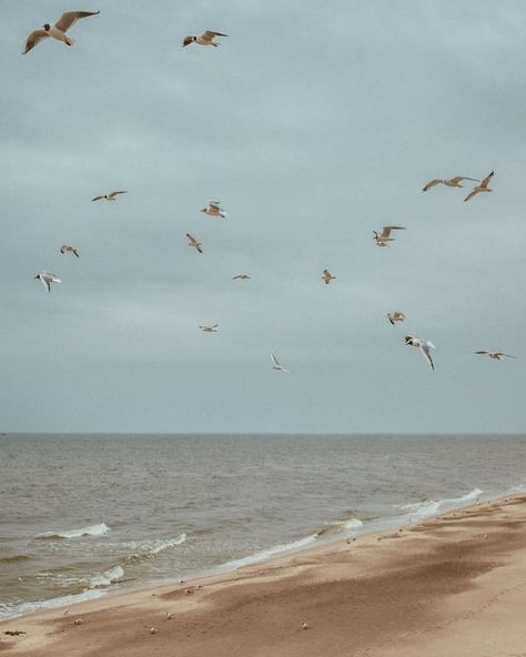 chasing the horizon Rachelcore Aesthetic, Birds Aesthetic, Beach Birds, House Of Hades, Ocean Backgrounds, Vacation Mood, Sea Lover, Ocean Wallpaper, Baltic Sea