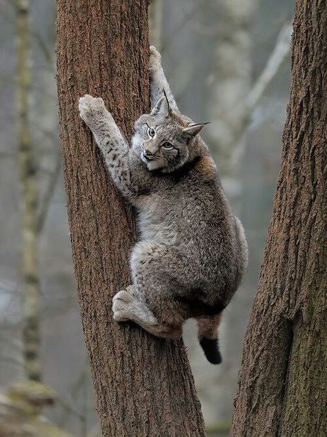 Lynx Pictures, Lynx Cat, Lynx Lynx, Eurasian Lynx, Exotic Cats, Wildlife Animals, South Asia, Picture This, Wild Life