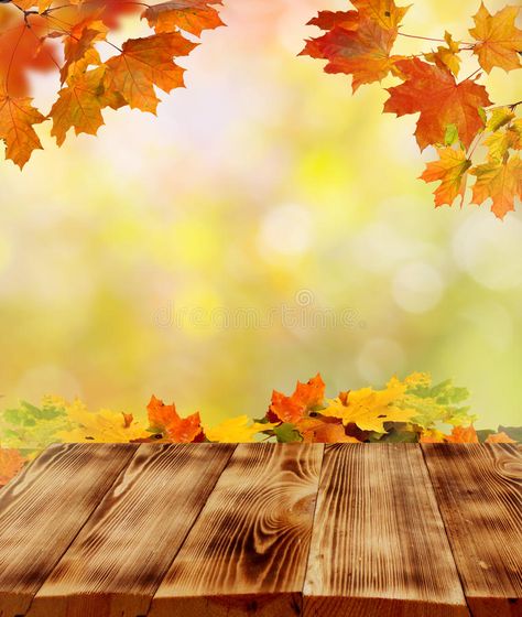 Photo Studio Backdrop, Forest Falls, Autumn Background, Muslin Backdrops, Fall Background, Red Maple, Studio Backdrops, Autumn Scenery, Custom Backdrop