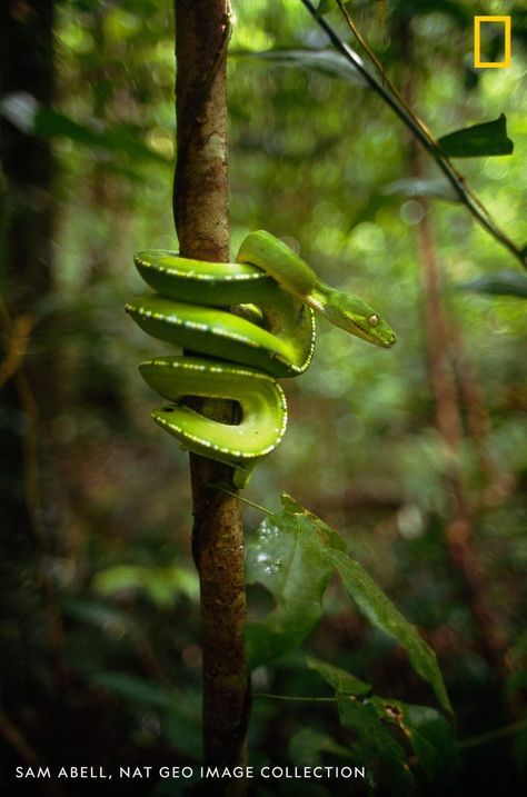 Green Tree Python, Tree Python, Green Tree, Green Trees, Coils, National Geographic, Python, Reptiles, A Photo