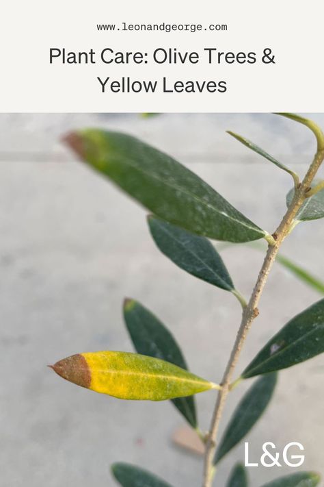 Discover the secrets to vibrant olive trees! 🌿 If you've noticed yellow leaves on your olive tree, fret not! Our expert plant care guide has the solutions you need. Learn the causes, prevention, and easy remedies to bring back that lush greenery 🌿🔍 #OliveTreeCare #PlantCare #YellowLeaves #GardeningTips #PlantLovers Olive Tree Care, Leaves Meaning, Potted Olive Tree, Brown Tips, Plant Care Guide, Plant Care Tips, Outdoor Trees, Olive Trees, Tree Care