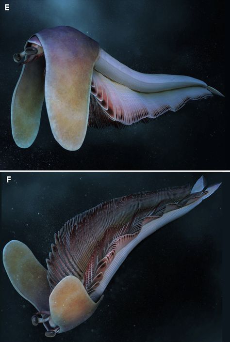 Balhuticaris voltae arthropod Extinct Sea Creatures, Obscure Animals, Prehistoric Sea Creatures, Prehistoric Fish, Weird Sea Creatures, Weird Insects, Bio Art, Creature Artwork, Cool Monsters