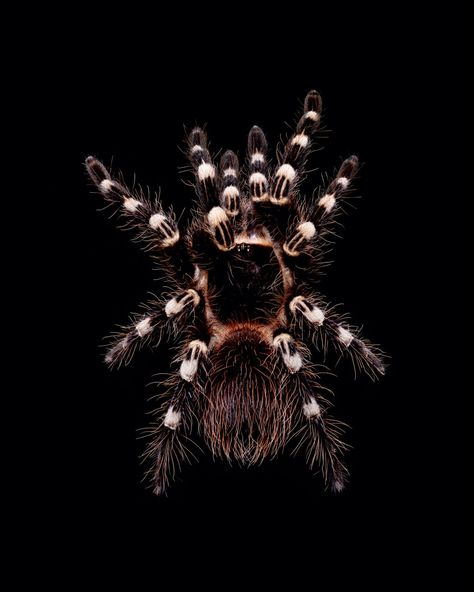 Tarantula Wallpaper, Spider Sense, Arachnids Spiders, Spider Face, Interesting Insects, Tarantula Spider, Pet Spider, Marvel Venom, Flying Insects