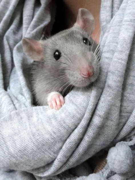 Rat Unity | Facebook Rattus Rattus, Dumbo Rat, Baby Rats, Funny Rats, Fancy Rat, Peter Pettigrew, Cute Rats, A Rat, Pet Rats