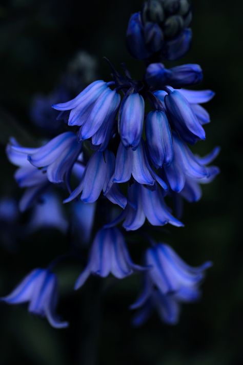 greenreblooming:“blue bells *09 may 2016” Indoor Flowering Plants, Blue Bell Flowers, Flowers And Greenery, Gorgeous Flowers, Exotic Flowers, Beautiful Blooms, Blue Flower, Blue Aesthetic, Amazing Flowers