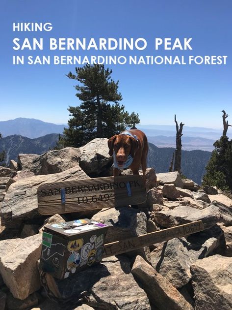 Dog Friendly. Hiking San Bernardino Peak in San Bernardino National Forest. Redlands California, San Bernardino National Forest, Outdoorsy Girl, San Bernardino, Take A Hike, Fire Station, California Adventure, Round Trip, United States Travel