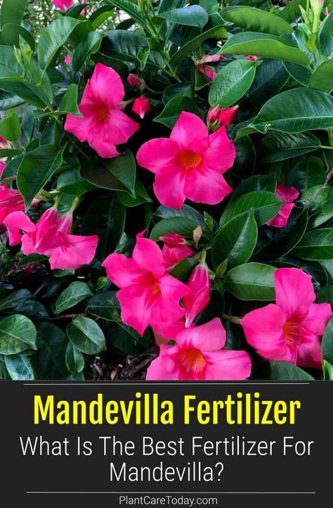 Mandeville Plant, Mandevilla Trellis, Mandevilla Plant, Mandevilla Vine, Container Arrangements, Vine Ideas, Trellis Diy, Orchid Fertilizer, Plants Vines