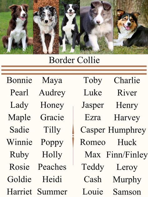 Border Collie Name Ideas Border Collie Names, Alphabet List, Cute Names For Dogs, Collie Puppies, Border Collie Puppies, Very Cute Dogs, Puppy Names, Name Ideas, Character Names