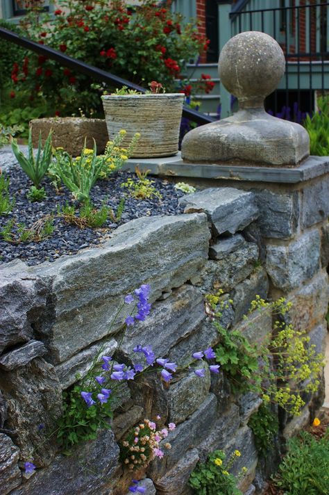 Stone wall with alpine planting | Karl Gercens | Flickr Stone Wall With Plants, Brick Stairs, Brick Effect Wallpaper, Stone Walls Garden, Alpine Garden, Rock Garden Plants, Alpine Plants, Sloped Garden, Rock Gardens