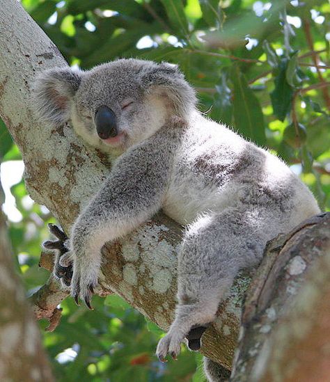 Koala Koala Sleeping, Koala Drawing, Cute Animal Tattoos, The Wombats, Baby Koala, Australian Animals, Wild Life, Animals Of The World, Animal Wallpaper