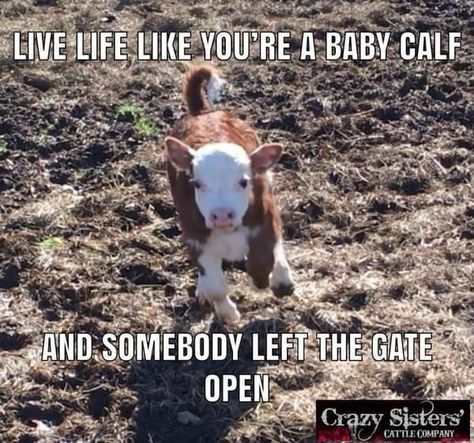 Farm Jokes, Horse Quotes Funny, Farm Humor, Pet Cows, Baby Farm Animals, Country Jokes, Funny Horses, Cute Small Animals