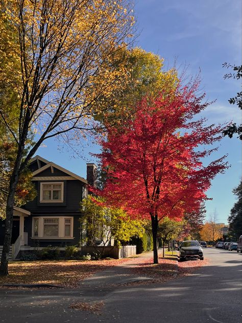 Fall Trees, Fall Mood Board, All Falls Down, Red Leaves, Autumn Scenery, Fall Feels, Fall Halloween Decor, Fall Is Here, Big Dreams