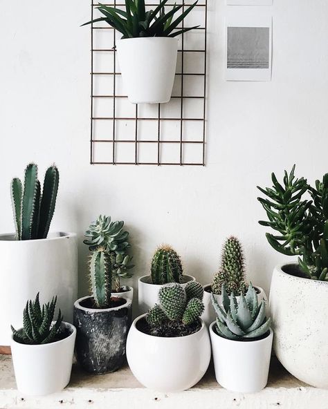 Kaktus Aesthetic, Meja Aesthetic, Cute Apartment Decor, Kaktus Dan Sukulen, Nerd Aesthetic, Decorative Plants, Mint Green Aesthetic, Cute Apartment, Plant Watering