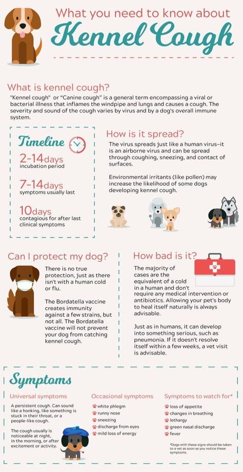 Iv Catheter In Dogs, Vet Tech Tips And Tricks, Vet Receptionist Cheat Sheet, Vet Tech School Supplies, Vet Tech Cheat Sheet, Veterinary Infographics, Vet Tech Notes, Vet School Motivation, Vet Nursing