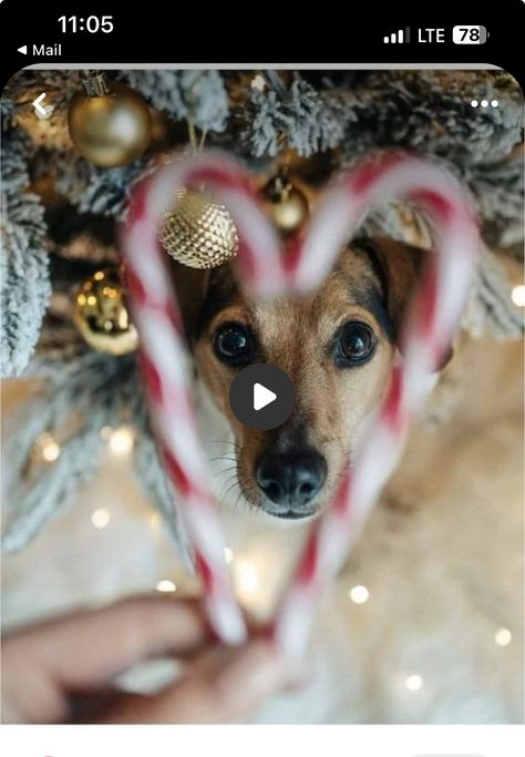 Dog Photo Christmas Card Ideas, Dog Candy Cane Photo, Christmas Poses With Dog, Outside Christmas Photoshoot With Dog, Cat Christmas Picture Ideas, Christmas Photoshoot With Pets, Dog Winter Photoshoot, Christmas Dog Pictures Photo Ideas, Dog Christmas Photoshoot Ideas