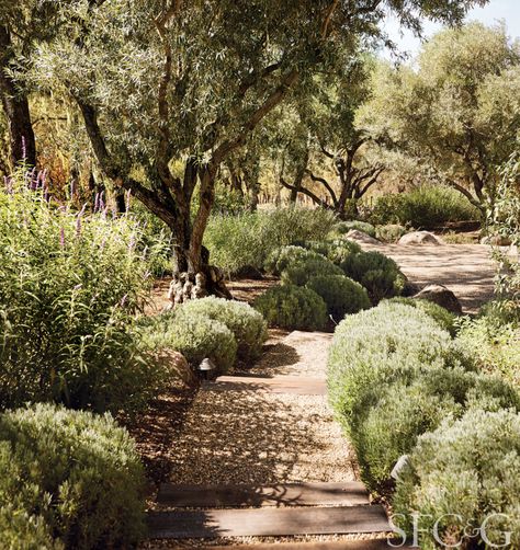 Mediterranean Garden Design, Garden Magazine, Mediterranean Landscaping, Dry Garden, Cottage Garden Design, Luxurious Life, Barefoot Contessa, Luxury Garden, Italian Garden