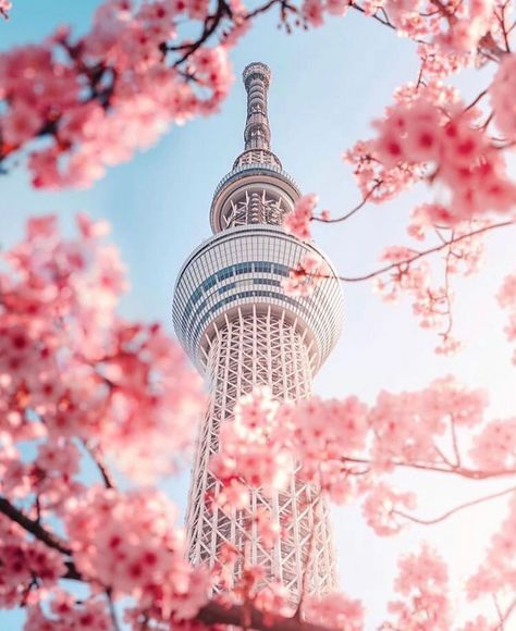 Explore Japan on Instagram: “Tokyo skytree 🌺. • READ ABOUT LOCATIONS IN JAPAN ON OUR BLOG @tankensurujapan  📸: @yako_flpr3 MESSAGE FOR PROMOTIONS AND SHOUTOUTS! We…” Frühling Wallpaper, Namsan Tower, South Korea Photography, Korea Wallpaper, South Korea Seoul, Tokyo Skytree, Tokyo Tower, Japan Aesthetic, Aesthetic Japan