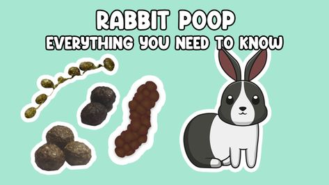 Rabbit Poop - Everything you need to Know | Cottontail Club Rabbit Poop Guide, Rabbit Tips, Dead Bunny, Indoor Rabbit, Bunny Care, Rabbit Eating, Caking It Up, Animal Farm, Lion Head