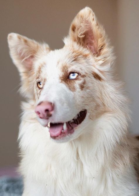 Pretty Dog Breeds, Red Merle Border Collie, Blue Merle Border Collie, Koolie Dog, Merle Border Collie, Blue Eyed Dog, Rare Dog Breeds, Beautiful Dog Breeds, Cute Animals Puppies