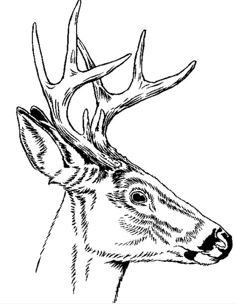 side view Buck Outline Tattoo, Deer Side Profile, Deer Side View, Animal Siluette, Whitetail Deer Tattoo Ideas, Deer Drawing Side View, Antlers Side View, Deer Antler Drawing, Deer Antlers Side View