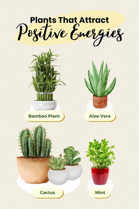 Living Room Plants, Plant Guide, Air Purifying Plants, Air Purifying, Bedroom Plants, Bamboo Plants, Favorite Flowers, Plant Mom, Mental And Emotional Health