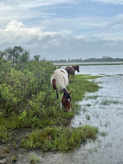 Chincoteague Ponies Assateague Island Wild Horses East Coast Rainy Aesthetic Nature Adina Core, Horse Beach Aesthetic, Rainy Aesthetic, Horse Ocean Aesthetic, Chincoteague Pony, Island Horse, Chincoteague Ponies, Assateague Island, Chincoteague Island