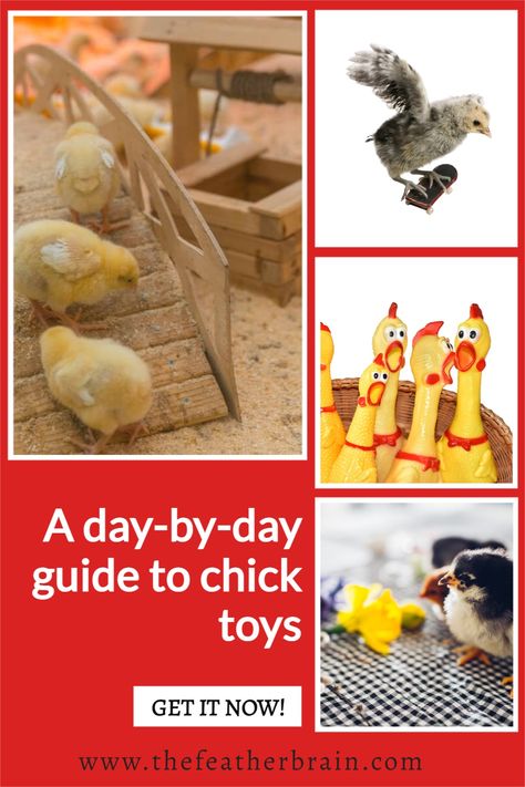 Get your free downloadable baby chick toy guide - complete with charts that show what your chicks need day-by-day! Too many beginners raising chicks don't include toys in their starter supply kit - don't make the same mistake. This chick toy idea guide makes it easy! Baby Chick Toys Diy, Toys For Baby Chicks, Chick Toys Diy, Chick Brooder Toys, Chick Enrichment, Goat Life, Chick Brooder, Chicken Tips, Farm Dream