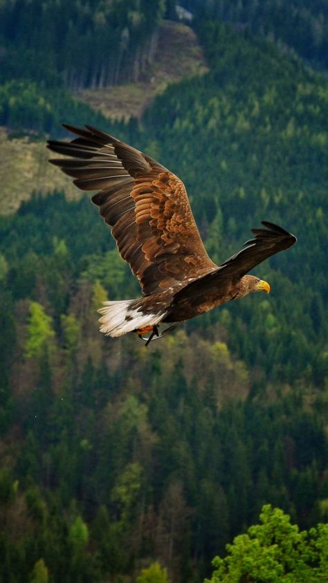 Pin by Shabnam Jabeen on beatiful and colorful birds | Animals beautiful, Animals wild, Eagle pictures Eagle Images, Eagle In Flight, Eagle Wallpaper, Amoled Wallpapers, Eagle Pictures, Eagle Art, Brown Bird, Bird Wallpaper, An Eagle