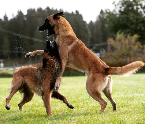 Ace Reference, Conditioned Dogs, Berger Malinois, Belgium Malinois, Wolf Poses, Belgian Tervuren, Cute German Shepherd Puppies, Belgian Malinois Dog, Dog Anatomy