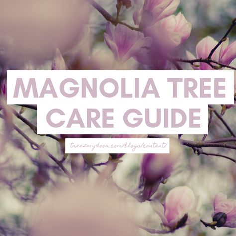 Magnolia Tree Care, Magnolia Tree Landscaping, Jane Magnolia Tree, Magnolia Bush, Magnolia Soulangeana, Tulip Magnolia, Floribunda Roses, Fall Container Gardens, Magnolia Tree