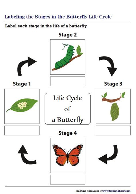 Labeling Butterfly Life Cycle Life Cycle Of A Butterfly Worksheet, Butterfly Cycle Preschool, Stages Of Butterfly Life Cycle, Butterfly Life Cycle Printable, Butterfly Life Cycle Worksheet, Life Of A Butterfly, Life Cycle Worksheet, Butterfly Lifecycle, Butterfly Life Cycle Activity