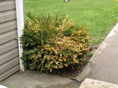 There are a lot of shrubs in the world, but there’s one that’s universally known as the shrub for hedging: the boxwood. When your boxwood isn’t looking so great, with foliage turning yellow or brown, you need to take action. This article will help. Boxwood Shrubs, Boxwood Bush, Boxwood Landscaping, Boxwood Tree, Boxwood Plant, Box Wood Shrub, Boxwood Garden, Boxwood Hedge, Garden Fun