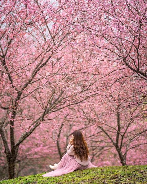 Jacaranda Photoshoot, Cherry Photoshoot, Cherry Blossom Images, Cherry Blossom Pictures, Peach Blossom Flower, Trending Summer Nails, South Korea Photography, Cherry Blossom Girl, Flower Photoshoot