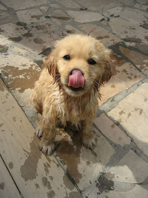 Golden Retriever Mix, Super Cute Puppies, Baby Animals Pictures, Cute Little Puppies, Golden Retriever Puppy, Retriever Puppy, Cute Dogs And Puppies, Cute Animal Photos