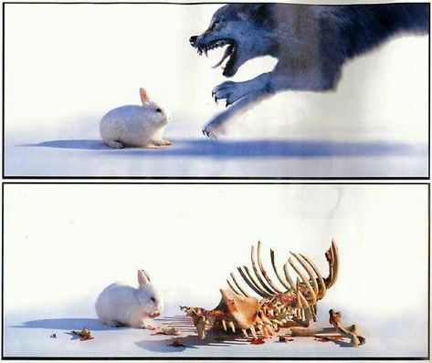 Wolf and Rabbit Rabbit Of Caerbannog, Krav Maga Kids, Special Photography, Horror Vintage, Funny Rabbit, Fluffy Bunny, Tv Tropes, Rabbit Art, Silly Animals