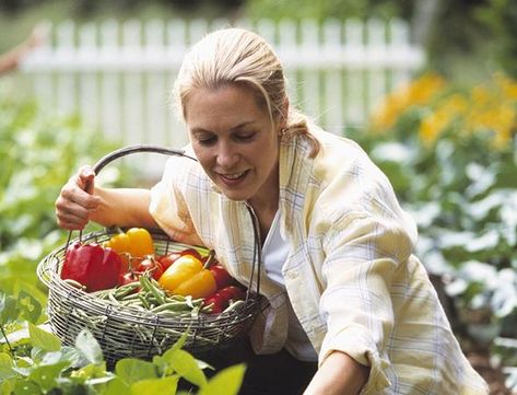 Peppers Growing, Picking Vegetables, Grow Peppers, Growing Peppers, Spring Planting, Farmer Wife, Eating Organic, Farms Living, Down On The Farm