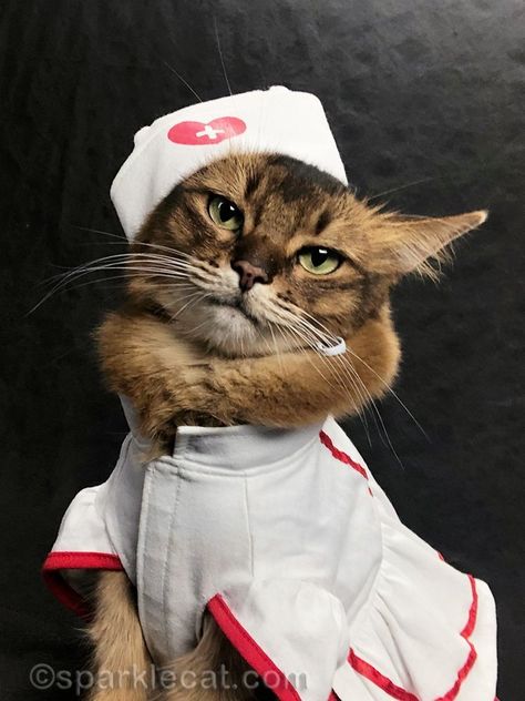 Of course once I had my cat nurse uniform on, I had to take some selfies. #nurseuniform #selfie #catcostume Vet Costume, Cats In Hats Aesthetic, Cat Taking Selfie With Dogs, Cute Cats Wearing Hats, Nurse Cat, Cat Phone Wallpaper, Cat Advice, Kitten Wallpaper, Cat Selfie