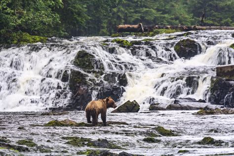 Alaska Road Trip, Tongass National Forest, Forest Camp, Best Campgrounds, Temperate Rainforest, Rv Living Full Time, Forest Road, Road Construction, Road Trip Planning