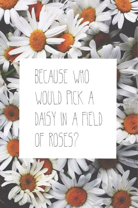 Because Who Would Pick a Daisy in a Field of Roses? Daisy Flower Quotes, Daisy Quotes, Flower Captions For Instagram, Flower Quotes Love, Tumblr Flower, Daisy Image, Childrens Poems, Happy Daisy, Free Printable Flash Cards