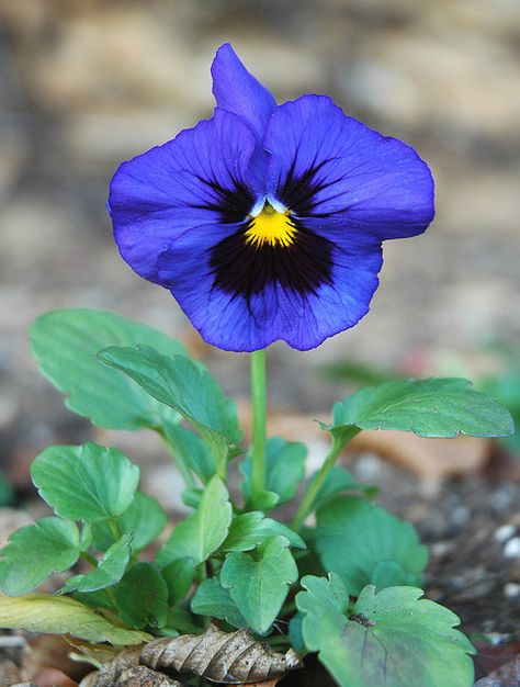 Pansies Photography, Pansy Photography, Pansy Leaves, Pansy Plant, Pansy Painting, Blue Pansy, Pansy Flowers, Pansy Flower, Garden Angels