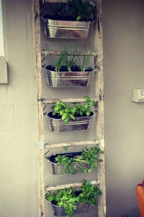 Apartment Herb Gardens, Herb Garden Pots, Garden Wall Designs, Old Ladder, Diy Herb Garden, نباتات منزلية, Vertical Garden Wall, Vertical Herb Garden, Vertical Gardens