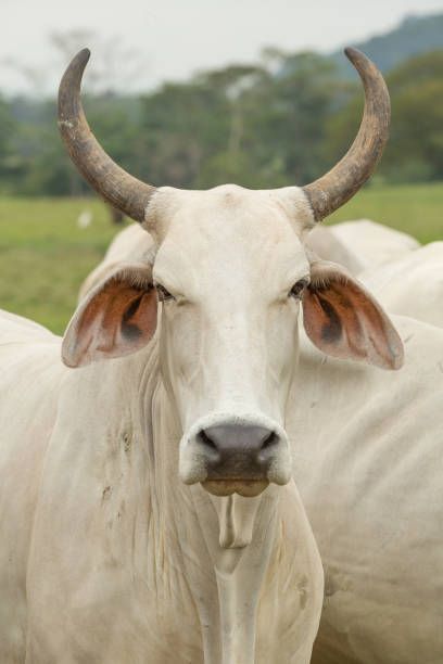 Long Horn Brahman Bull Long Horned Cow, Brahman Cow Drawing, Cow Horns Drawing, Anthro Bull, Bull Reference, Bull Oc, Leucistic Animals, Cow Reference, Cows Aesthetic